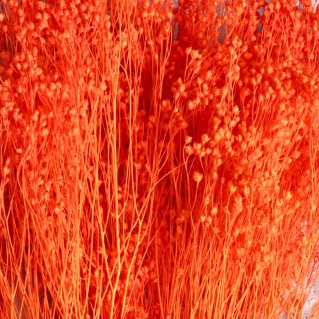 Sušený Broom Bloom – oranžový ve váze